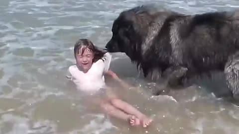 Amazing Dog Rescue