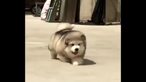 Super cute and Adorable fluffy puppies rolling here and there