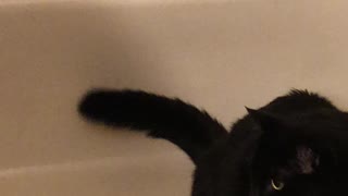 Fat Cat Bathtub Playtime