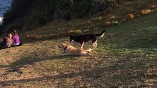 Tan dog glides his body across grass