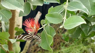 Cute Butterfly Harvesting Nectar from Flowers