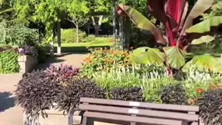 Discover the Beauty of Rosetta McClain Gardens in Canada! 🌸🇨🇦 #hiddengems #parklife #shorts