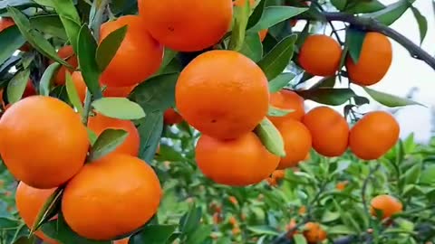 The fresh yellow tangerines hanging on the branches are delicious.