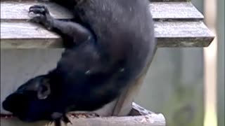 Squirrel Hanging Off Bird Feeder