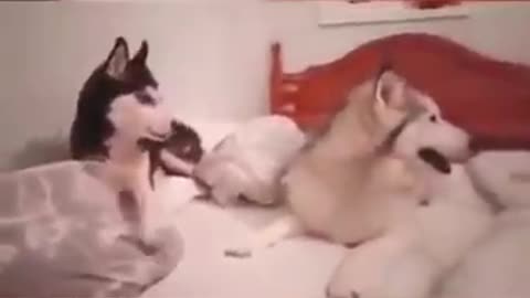 Funny dogs fight