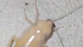 white cockroach ecdysis😱🤩😁