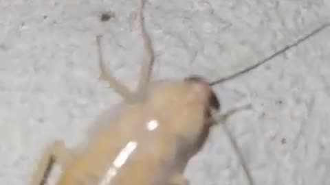 white cockroach ecdysis😱🤩😁