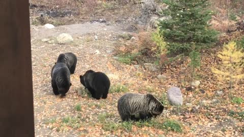 Bears Do Some Backyard Snacking