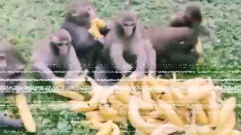 Very Claver monkey funny video