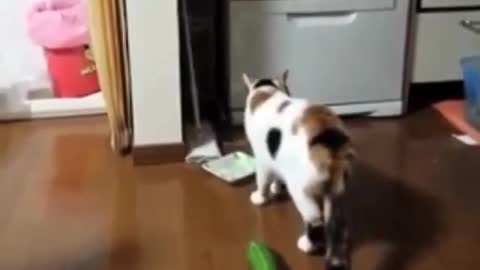 Funny and Cute Cat Videos #285