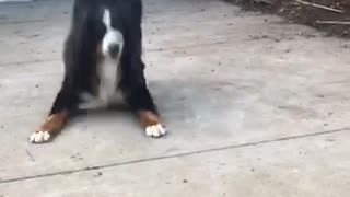 Big black dog hates sweeper