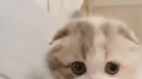 So cute cat video