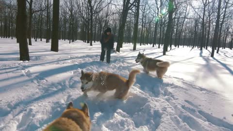 Young woman playing and hugging siberian husky dogs in snow forest
