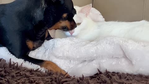 Dog Wants Cat to Keep Grooming Her