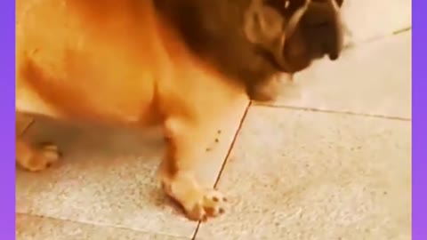 Animals funny videos 😝😝😄😄#dog