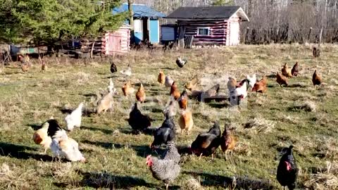 Chickens, Roosters and Hens gathering on an organic all natural free free range farm