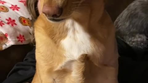 Dog Reaction - Funny Dog