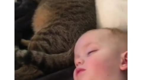 Baby Cats - Cute and Funny Baby Cat Videos Compilation best moment