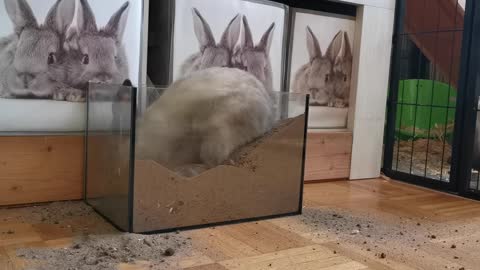 Cute Rabbit Digging Crazy in Sand