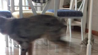 Tiny ferret chases puppy best friend