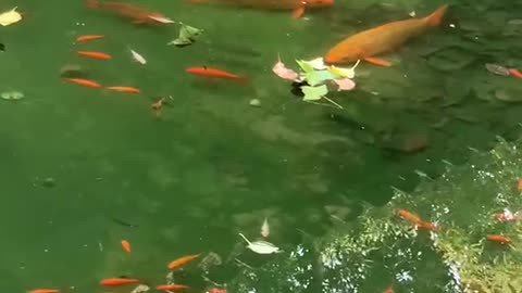 Beautiful goldfish