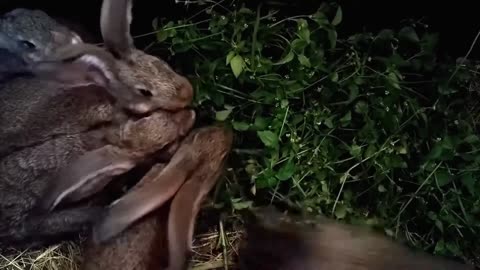 Rabbits Family Eating A Bush Together