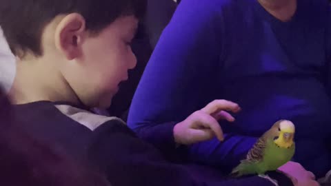 3 years old boy training Parakeet