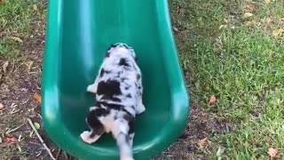 Aussie puppy repeatedly tries running up slide