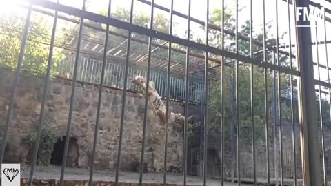 Bengal Tiger amazing high jump | Slow Motion |