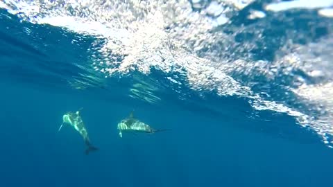 A whale swimming in the sea