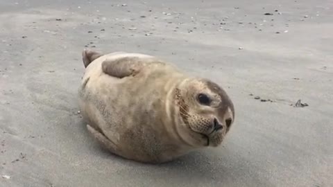 wildanimalsdoingthings - A very happy fella 😊