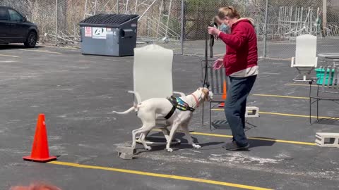 UKC Novice Nosework