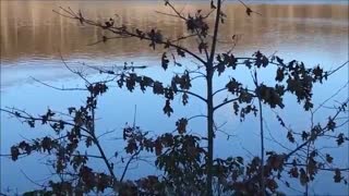 Beavers at Saffin Pond