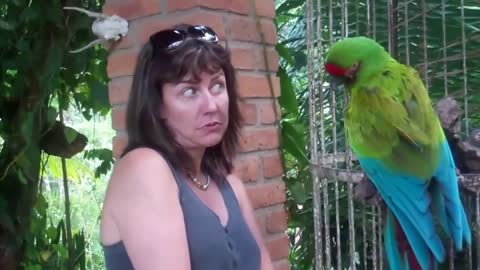Funny angry parrot talking