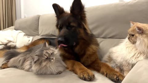 This Cat is Full of Love for Golden Retrievers