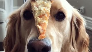 Brown golden retriever dog balances objects on his nose