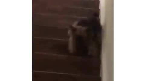 Dog Climbing Stairs Fail