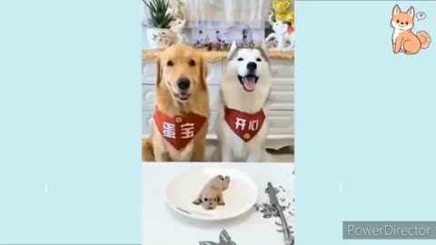 cute and funny dog and cat intresting video