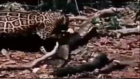 Jaguar and Anaconda