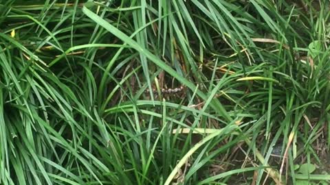 A giant centipede crawling in the grass