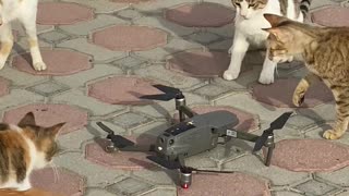 Curious Kitties Swipe at Drone
