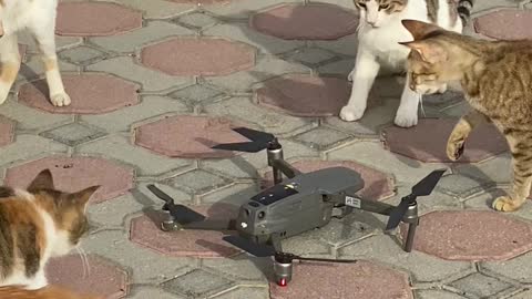 Curious Kitties Swipe at Drone