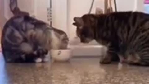 Two cats passing the food to each other #Shorts