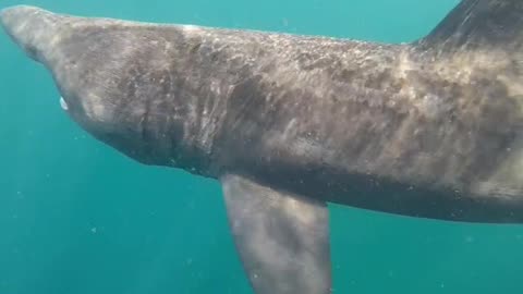 Underwater Encounter With a Basking Shark