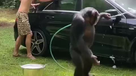baby monkey monkey Helping To Wash The Car