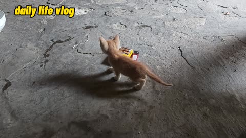 New born kitten | daily life vlog