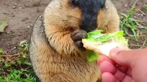 Cute Wild animal bobak marmot or prairie dog