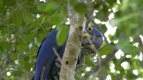 The largest parrot in the world - Hyacinth Ara tries to say the letter "R"