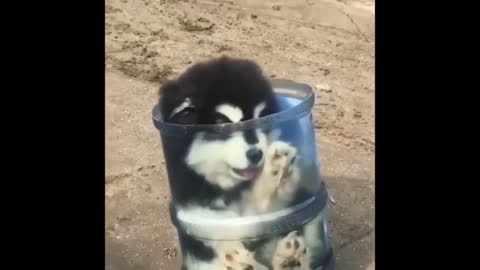 This Cute puppy stuck inside the mineral water bottle container #Shorts