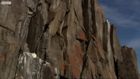 Falcon Chicks Fight for Survival | White Falcon, White Wolf (Part 4) | BBC Earth